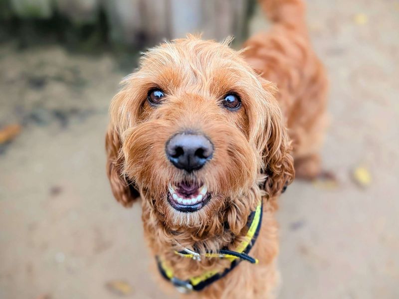 Cocker Spaniel for adoption in Cardiff, Glamorgan – 4 years old - Image 3 of 6