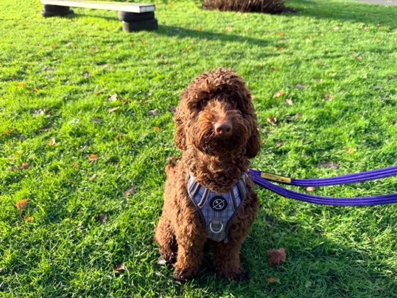 Poodle for adoption in Liverpool, Merseyside – 1 year old