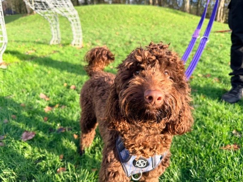 Poodle for adoption in Liverpool, Merseyside – 1 year old - Image 3 of 3