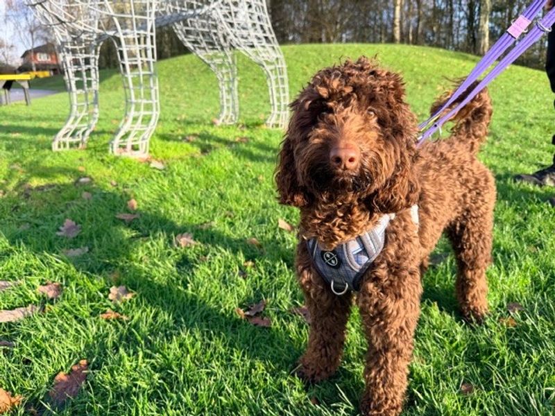 Poodle for adoption in Liverpool, Merseyside – 1 year old - Image 2 of 3