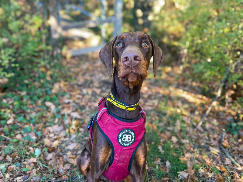 Bentley | Dobermann | Basildon (Essex) - 1