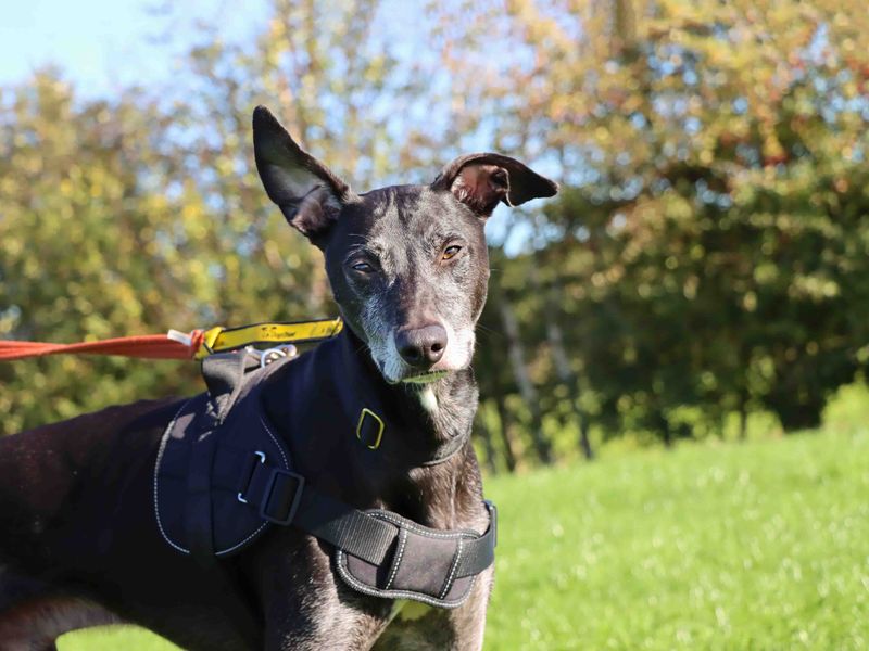 Greyhound for adoption in Sadberge, Co Durham – 5 years old - Image 2 of 3