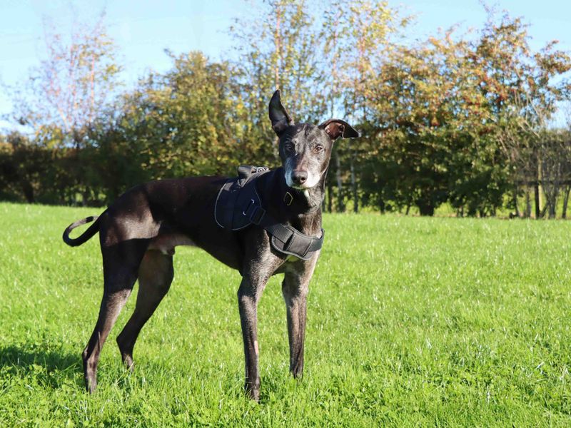 Greyhound for adoption in Sadberge, Co Durham – 5 years old - Image 3 of 3