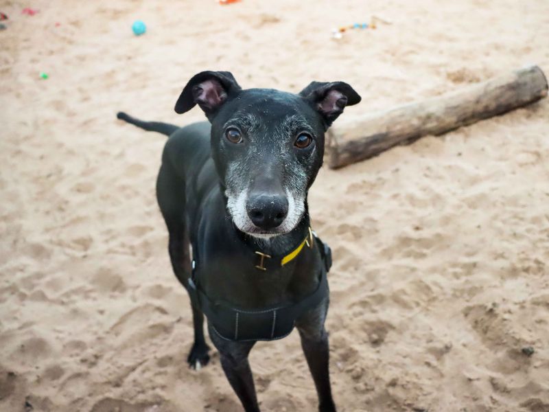 undefined | Greyhound | undefined - 5