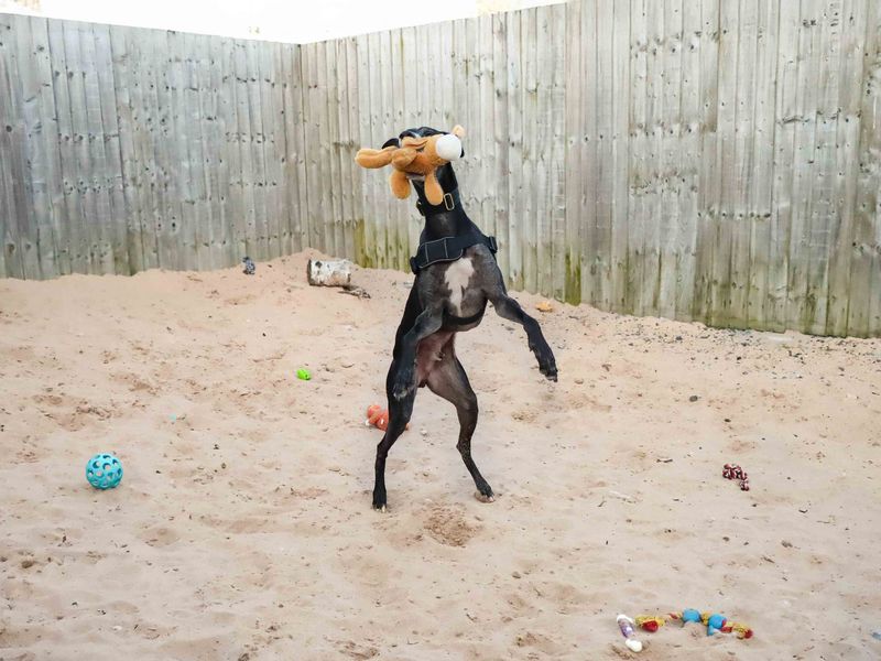 Danny | Greyhound | Darlington - 1