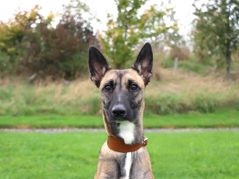 Corrina | Belgian Shepherd Dog (Malinois) Cross | Darlington - 1
