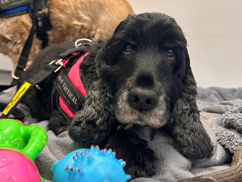 Cocker Spaniel for adoption in Ballymena, Co Antrim – 12 years old