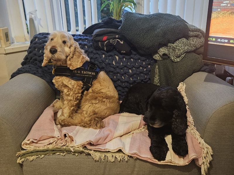 Cocker Spaniel for adoption in Ballymena, Co Antrim – 10 years old