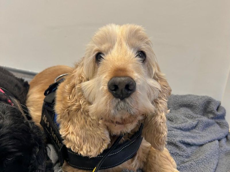 Cocker Spaniel for adoption in Ballymena, County Antrim – 11 years old - Image 2 of 2