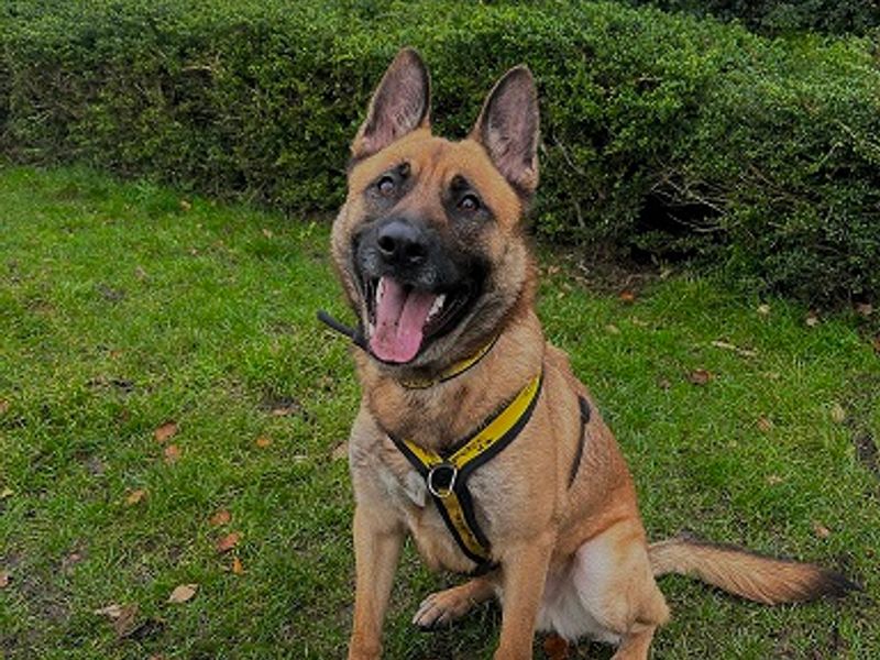 German Shepherd for adoption in Manchester – 2 years old - Image 3 of 3