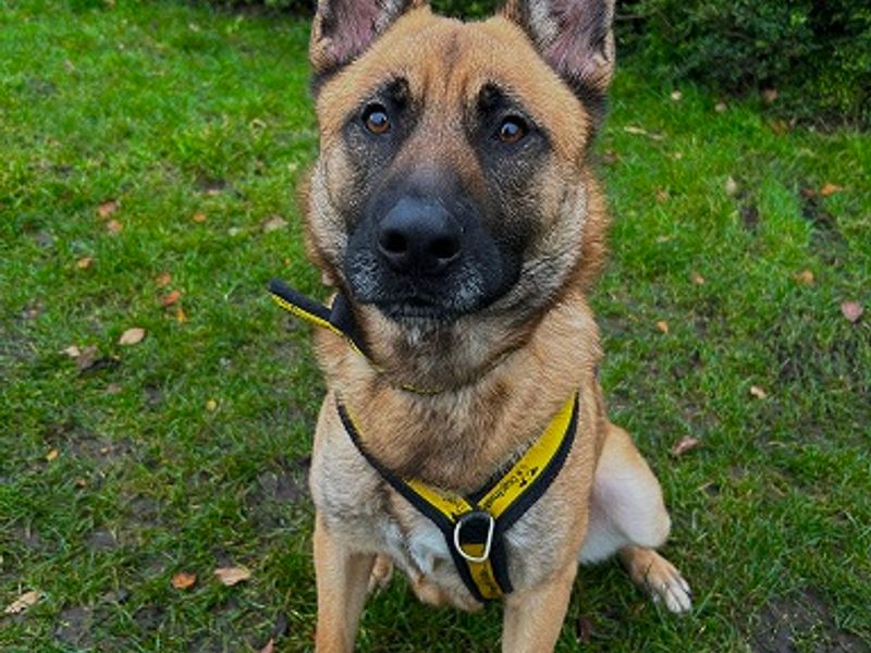 German Shepherd for adoption in Manchester – 2 years old - Image 2 of 3