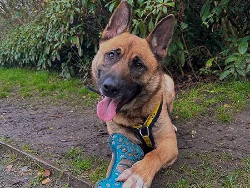 Damon, a 4 years old male German Shepherd available for adoption from Dogs Trust in Manchester, Greater Manchester