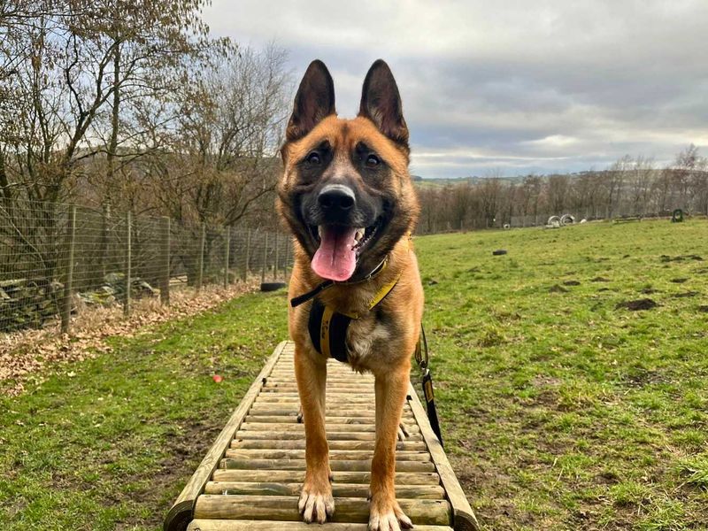 undefined | German Shepherd Dog | undefined - 5