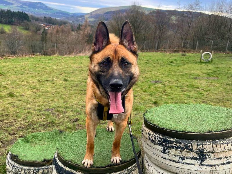 undefined | German Shepherd Dog | undefined - 6