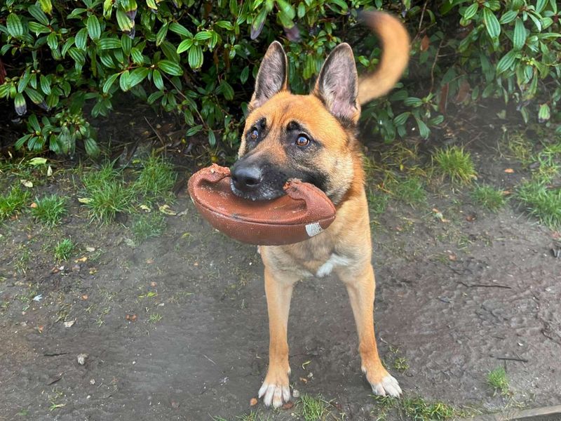 undefined | German Shepherd Dog | undefined - 9