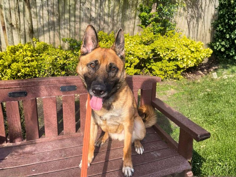 undefined | German Shepherd Dog | undefined - 2