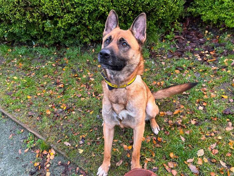 undefined | German Shepherd Dog | undefined - 7