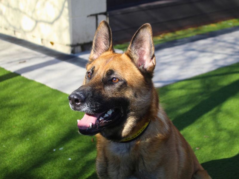 undefined | German Shepherd Dog | undefined - 8