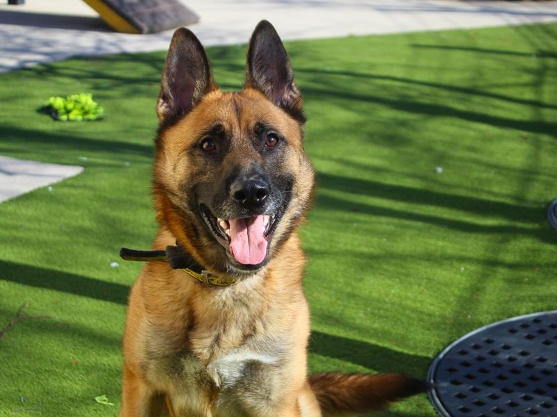 Damon | German Shepherd Dog | Manchester - 1