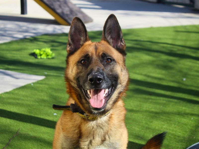 undefined | German Shepherd Dog | undefined - 4