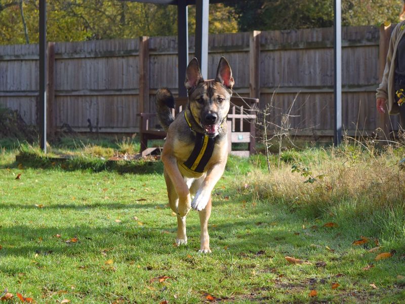 German Shepherd for adoption in Uxbridge, London – 9 months old - Image 2 of 4