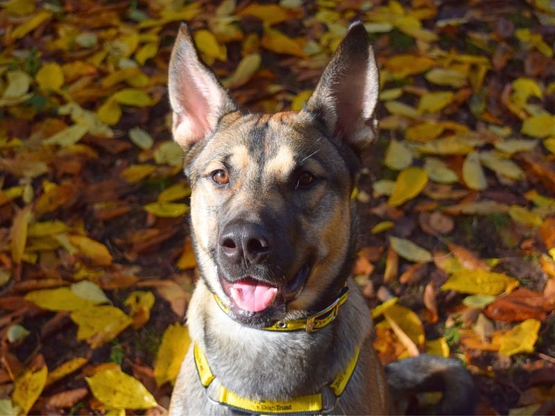 German Shepherd for adoption in Uxbridge, London – 9 months old