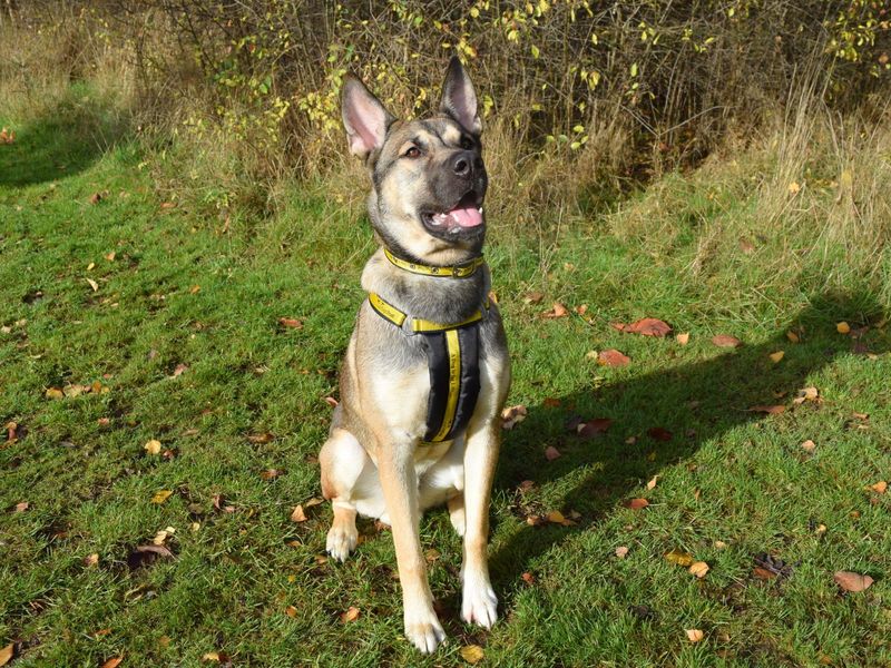 German Shepherd for adoption in Uxbridge, London – 9 months old - Image 4 of 4