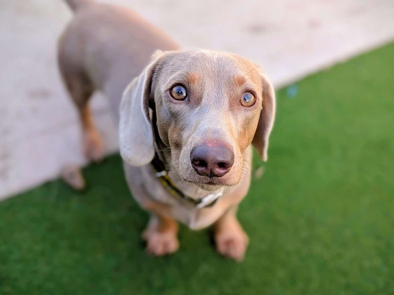 Dachshund for adoption in Cardiff / Caerdydd, South Glamorgan – 1 year old - Image 2 of 4