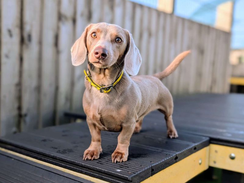 Dachshund for adoption in Cardiff / Caerdydd, South Glamorgan – 1 year old - Image 4 of 4