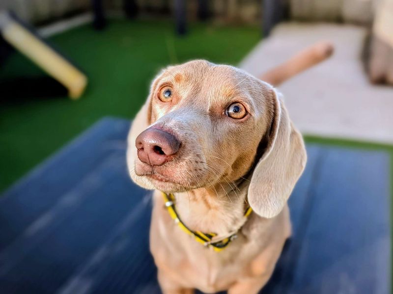 Dachshund for adoption in Cardiff / Caerdydd, South Glamorgan – 1 year old - Image 3 of 4