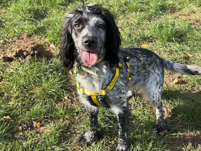 Cocker Spaniel for adoption in Snetterton, Norfolk – 2 years old