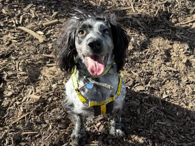 Cocker Spaniel for adoption in Snetterton, Norfolk – 2 years old - Image 2 of 2