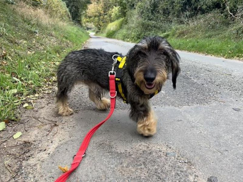 Wilson | Dachshund (Wire Haired) | Snetterton (Norfolk) - 1