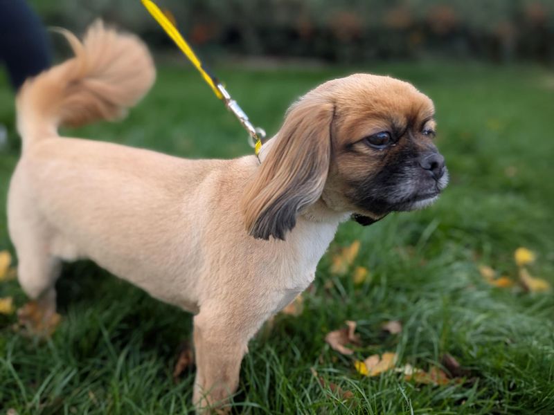 Shih Tzu for adoption in Sadberge, Co Durham – 4 years old - Image 2 of 2