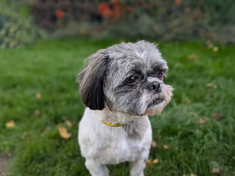 Shih Tzu for adoption in Sadberge, Co Durham – 4 years old