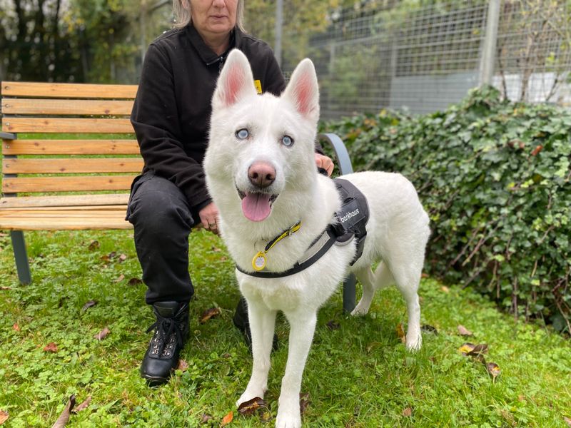 Siberian Husky for adoption in , – 4 years old - Image 1 of 2