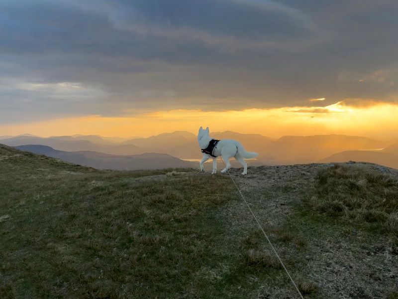 Siberian Husky for adoption in , – 4 years old - Image 2 of 2
