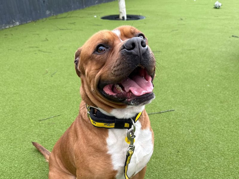 Buddy - Image 3 of 3