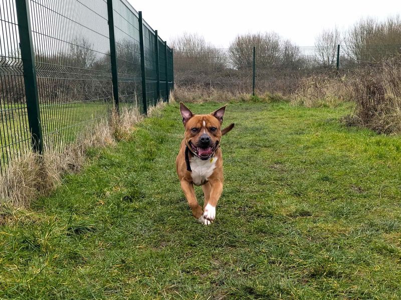 Boxer Dogs And Puppies For Adoption