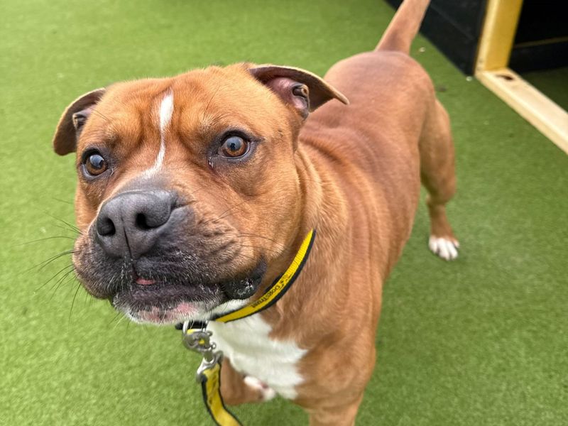 Buddy - Image 2 of 3