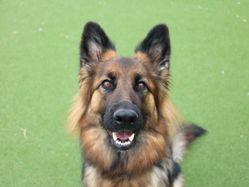German Shepherd for adoption in Ilfracombe, North Devon – 1 year old