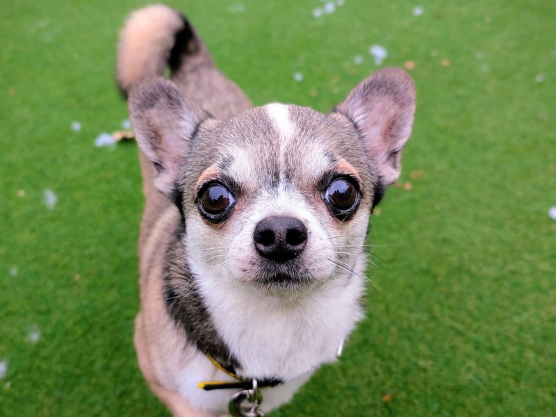 Chihuahua for adoption in Cardiff, Glamorgan – 5 years old - Image 2 of 5
