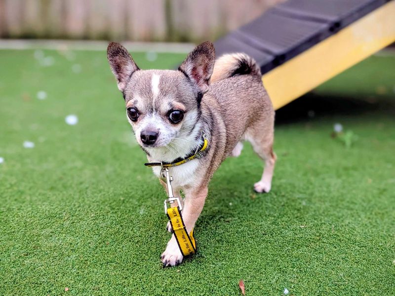 Chihuahua for adoption in Cardiff, Glamorgan – 5 years old - Image 5 of 5