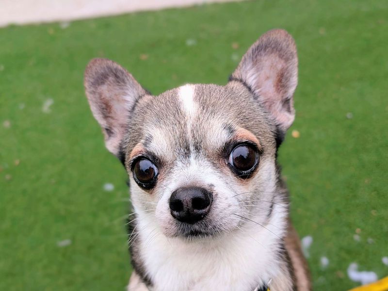 Chihuahua for adoption in Cardiff, Glamorgan – 5 years old - Image 4 of 5