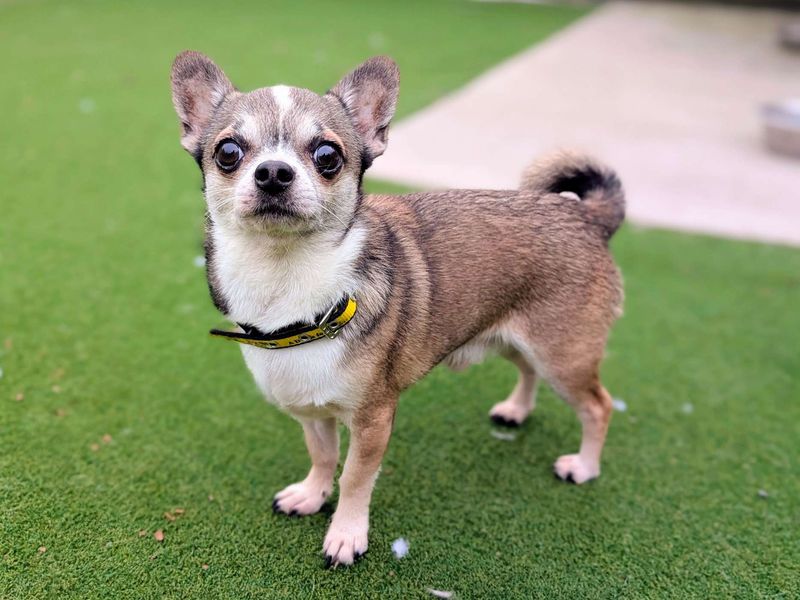 Chihuahua Dogs And Puppies For Adoption