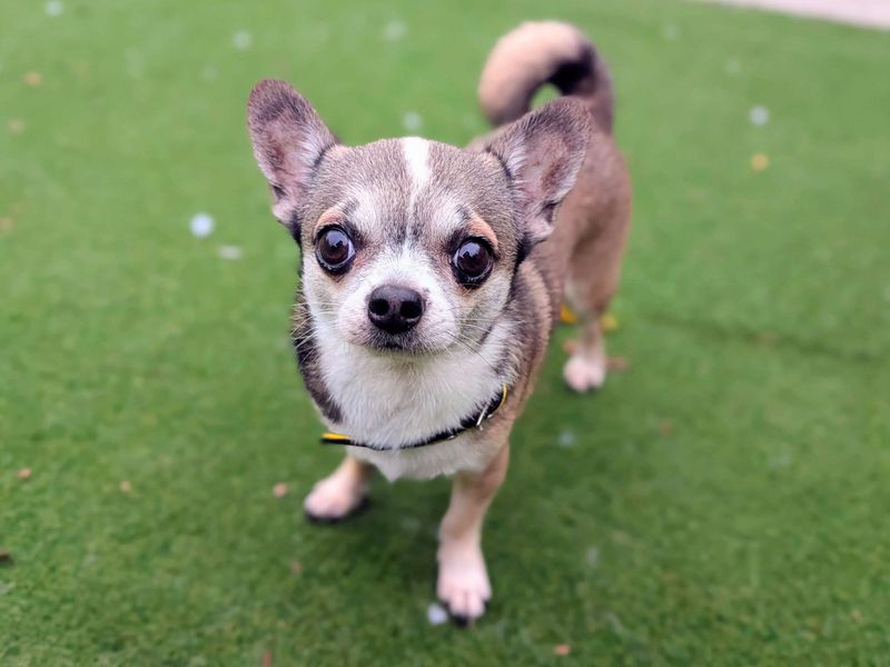 Chihuahua for adoption in Cardiff, Glamorgan – 5 years old - Image 3 of 5