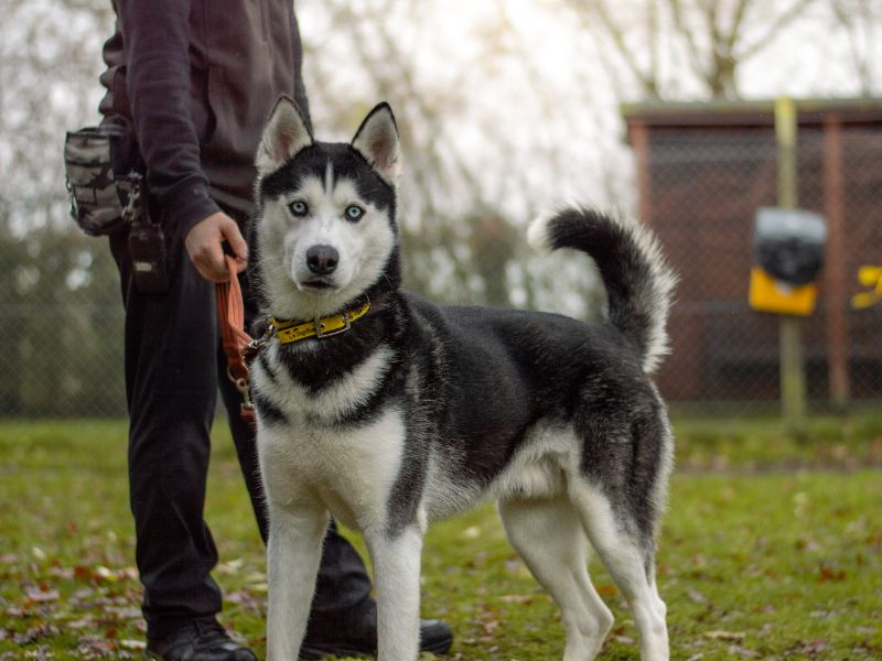 Siberian Husky for adoption in Kenilworth, Warks – 1 year old - Image 5 of 5
