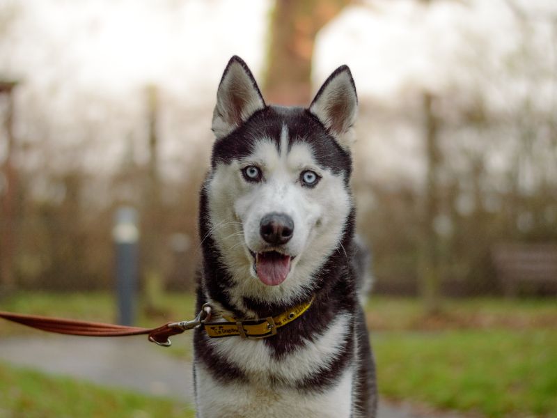 Gruber | Siberian Husky | Kenilworth (West Midlands) - 1
