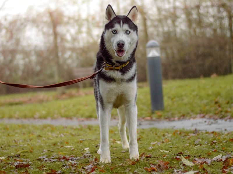 Siberian Husky for adoption in Kenilworth, Warks – 1 year old - Image 2 of 5