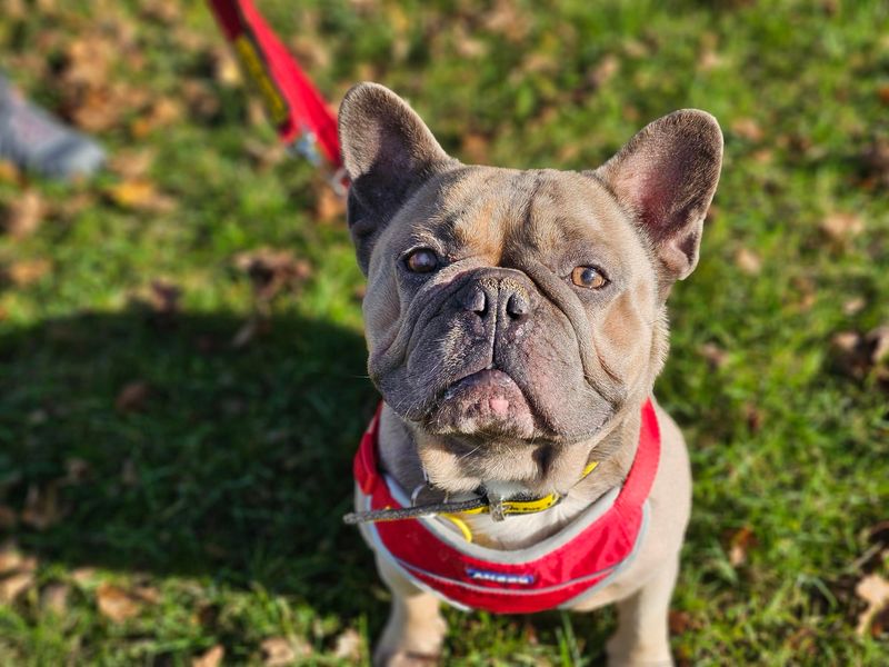 French Bulldog for adoption in Evesham, Worcestershire – 4 years old - Image 3 of 3